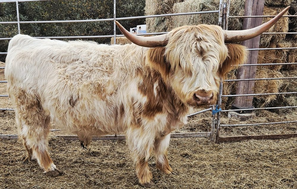 Outlander Lord Malcolm, High Park bull, photo 1