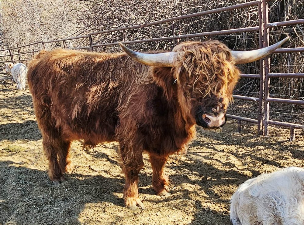 Outlander Rupert, red Highland bull