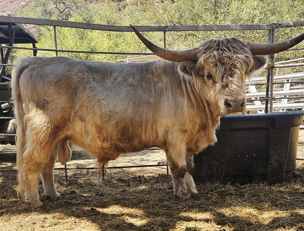 Outlander Steel, High % Highland bull, photo 2