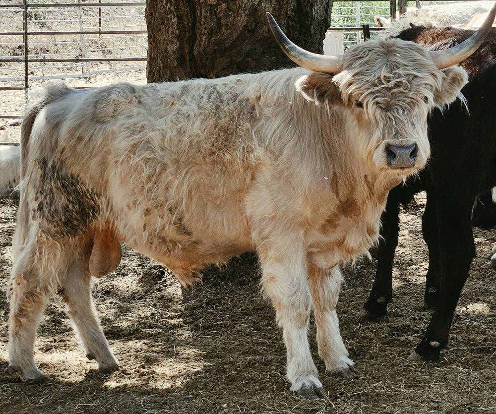 Outlander Stirling, Highland bull, photo 2