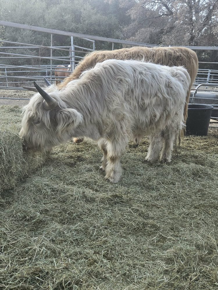 Outlander Stirling, Highland bull, photo 1
