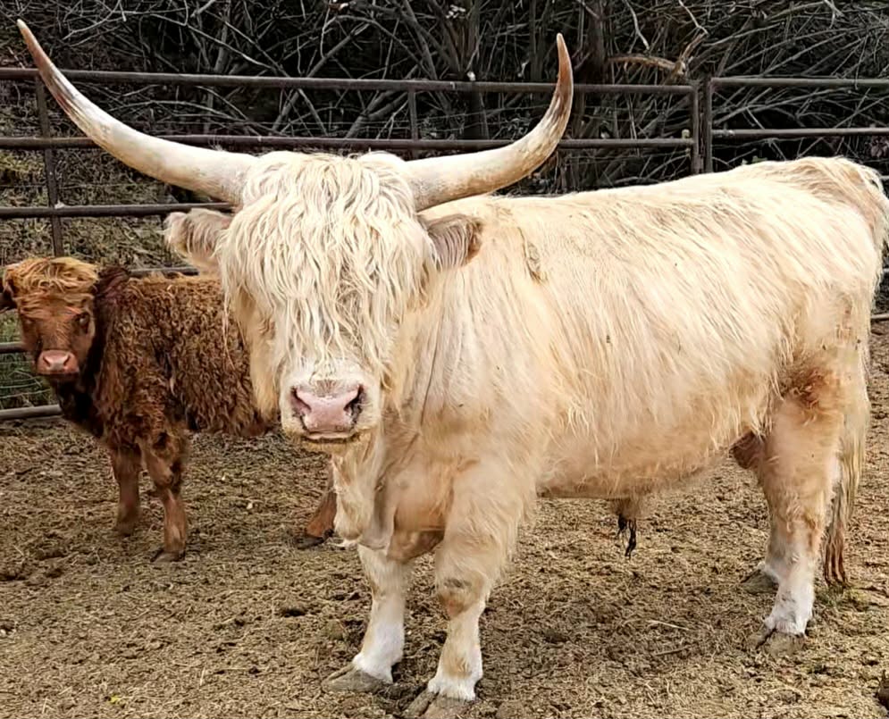 Outlander Walker, White Highland bull