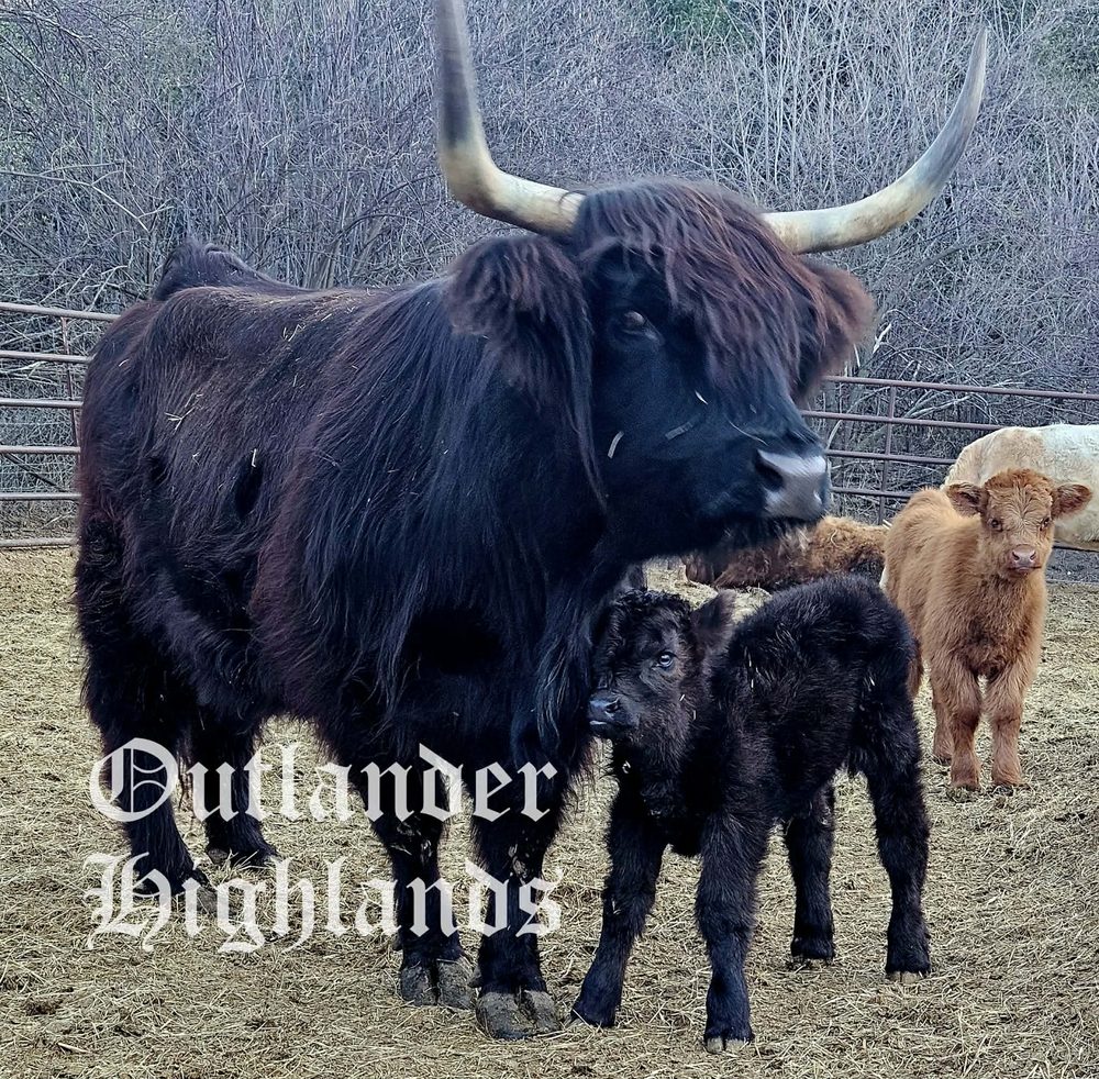 Outlander Black Beauty