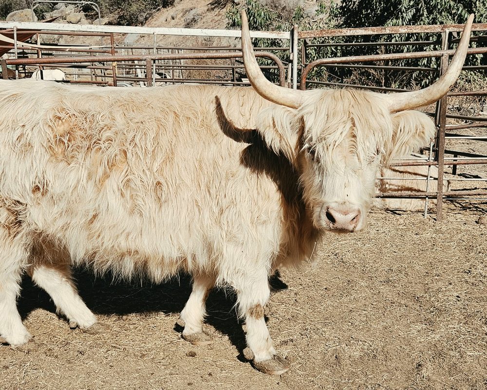 Outlander Fiona