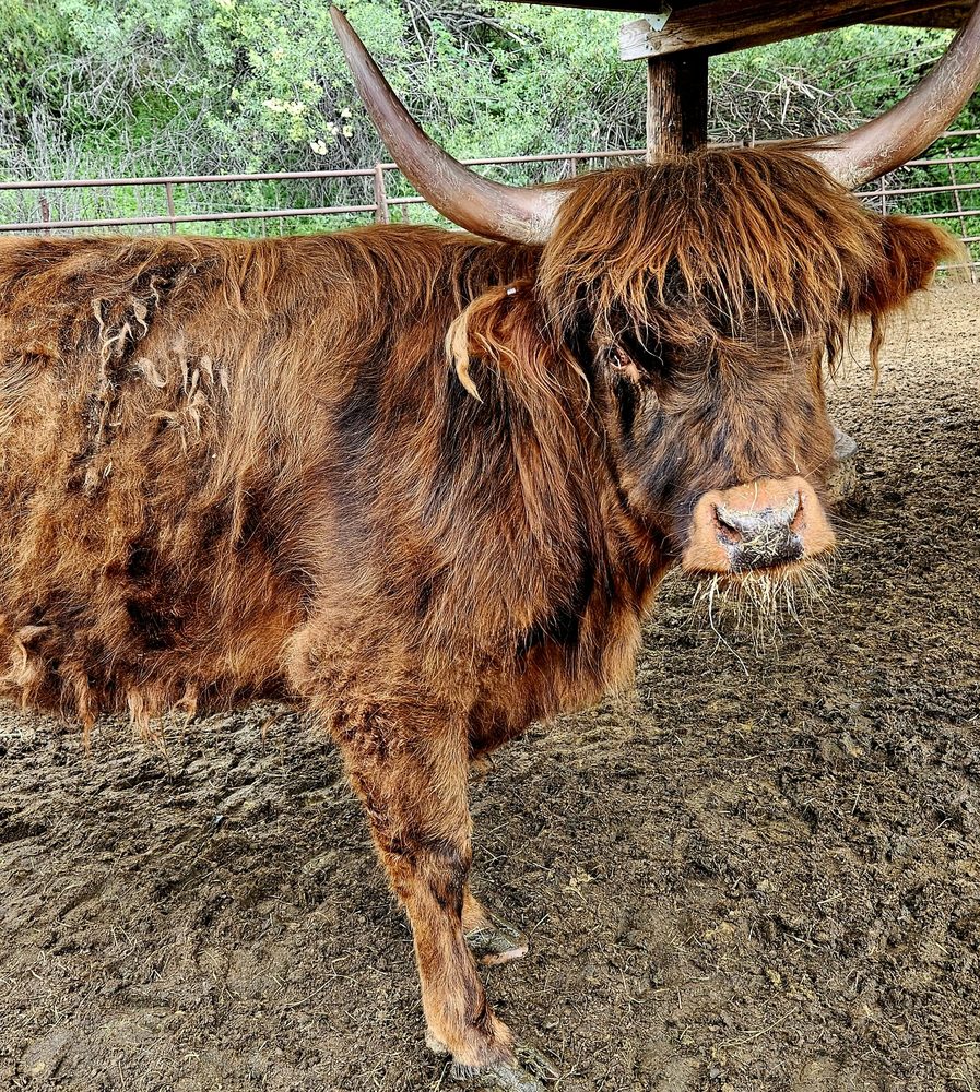 Outlander Ginger, photo 2