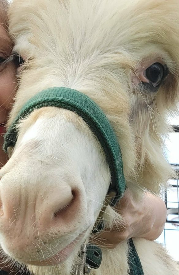 A cream Highland calf in a green halter leaning in close to the camera