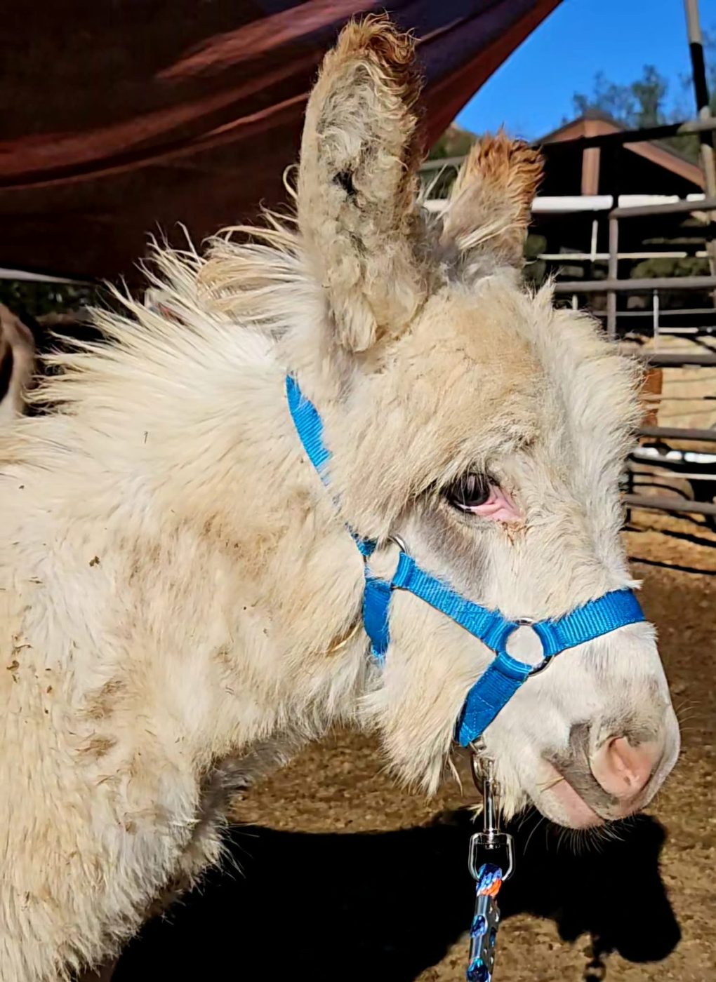 One of our miniature donkeys in a blue halter