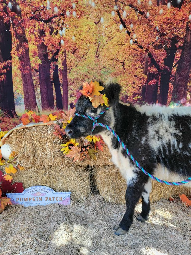 A black and white Highland calf in an autumn crown against a fall backdrop