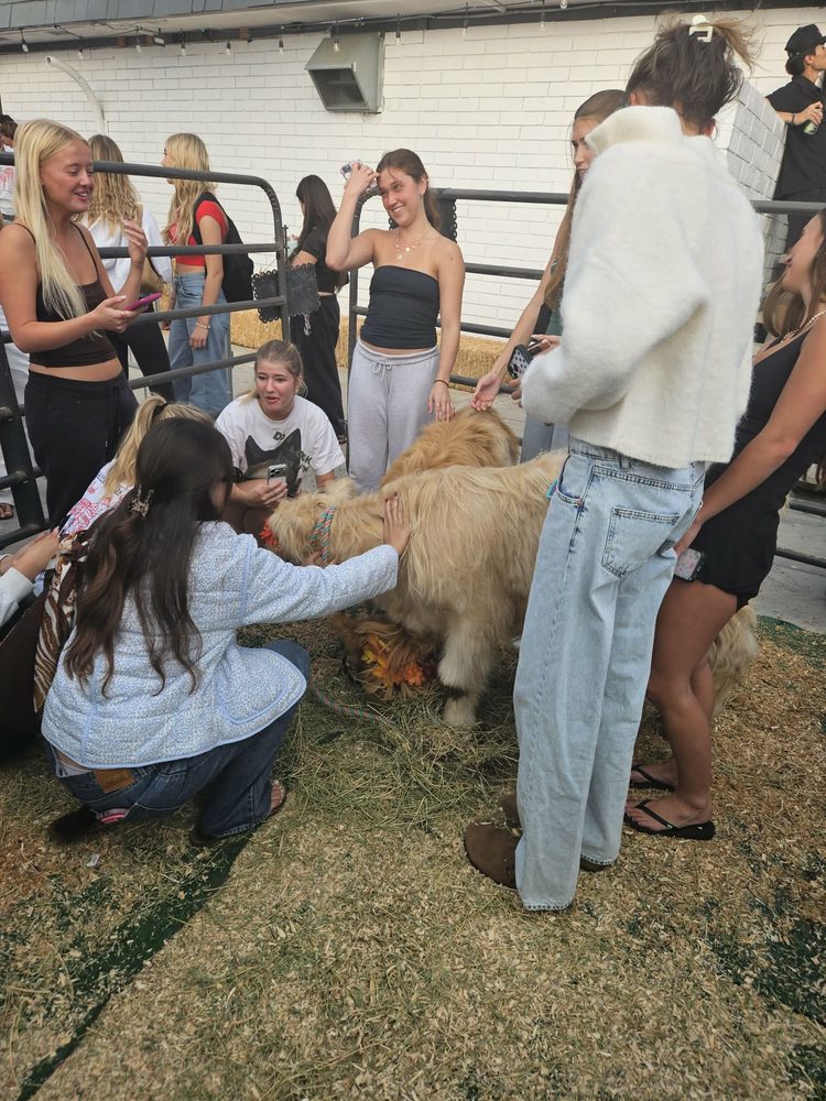 Visitors gathered around a Highland calf in its pen at a community event