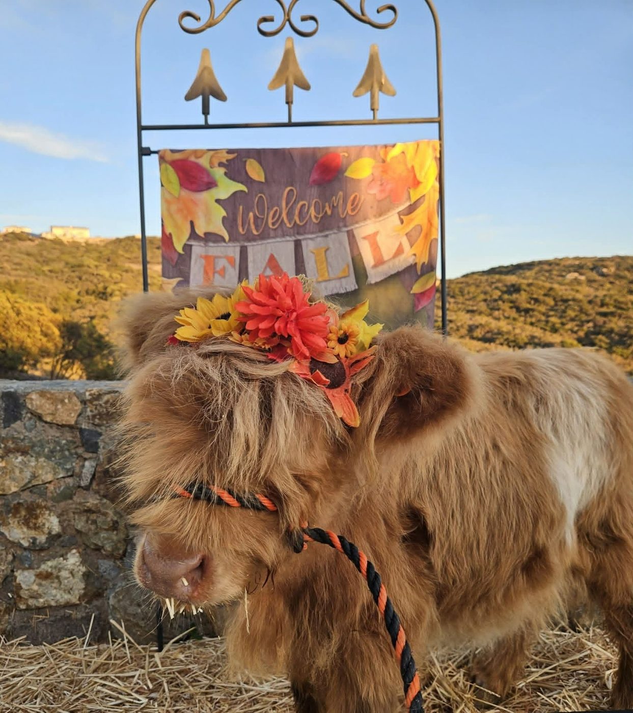 A Highland calf in an autumn flower crown at the farm, hills behind