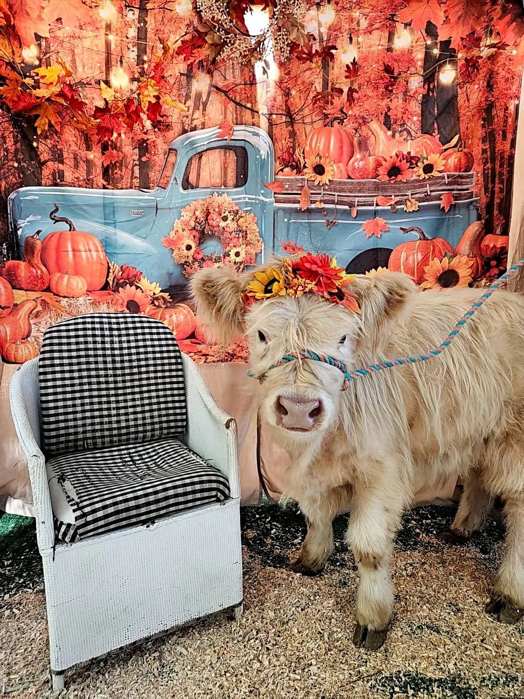 A cream Highland calf in a flower crown at one of our autumn events
