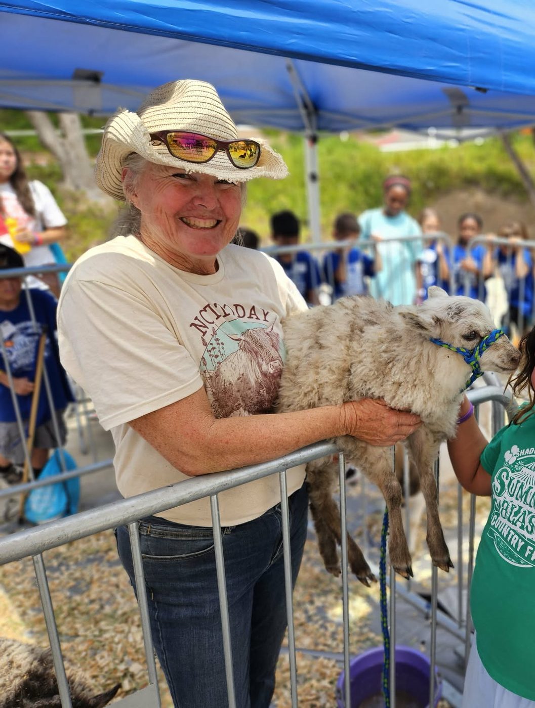 A Valais Blacknose cross lamb being held up at a farm event