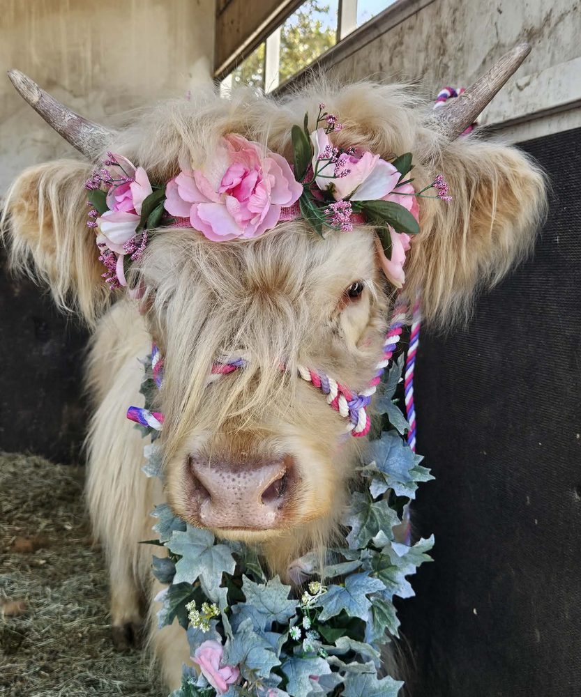 A Highland cow wearing a crown of pink roses and a eucalyptus garland