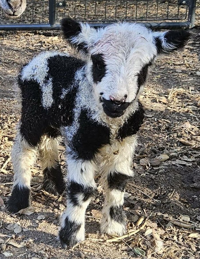 A newborn black and white spotted lamb standing on wood chips