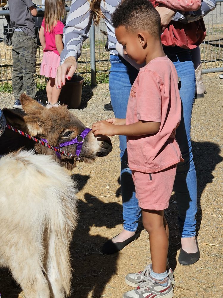 A young visitor petting one of our miniature donkeys at an event