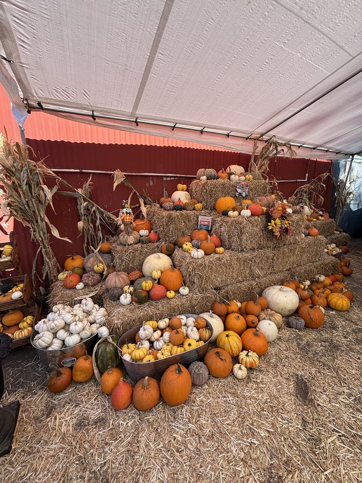 Pumpkins and gourds stacked on tiers of hay bales under a white tent, with corn stalks and a scarecrow