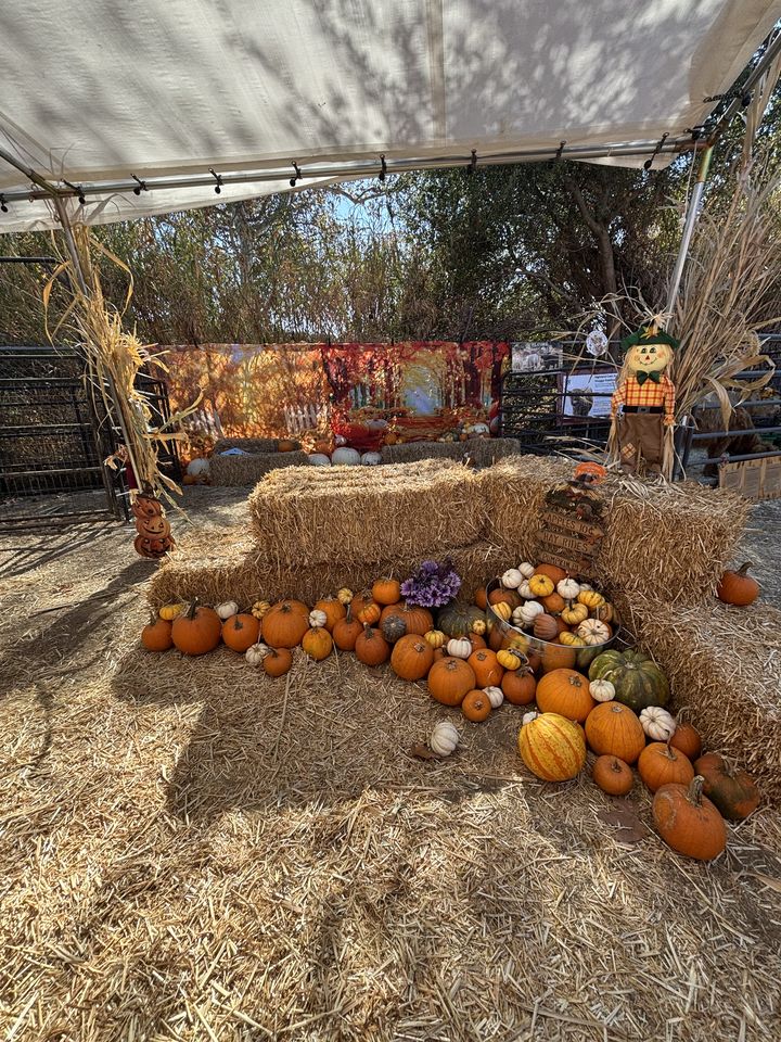 Hay bales and pumpkins in front of an autumn backdrop with a scarecrow, set up for photos
