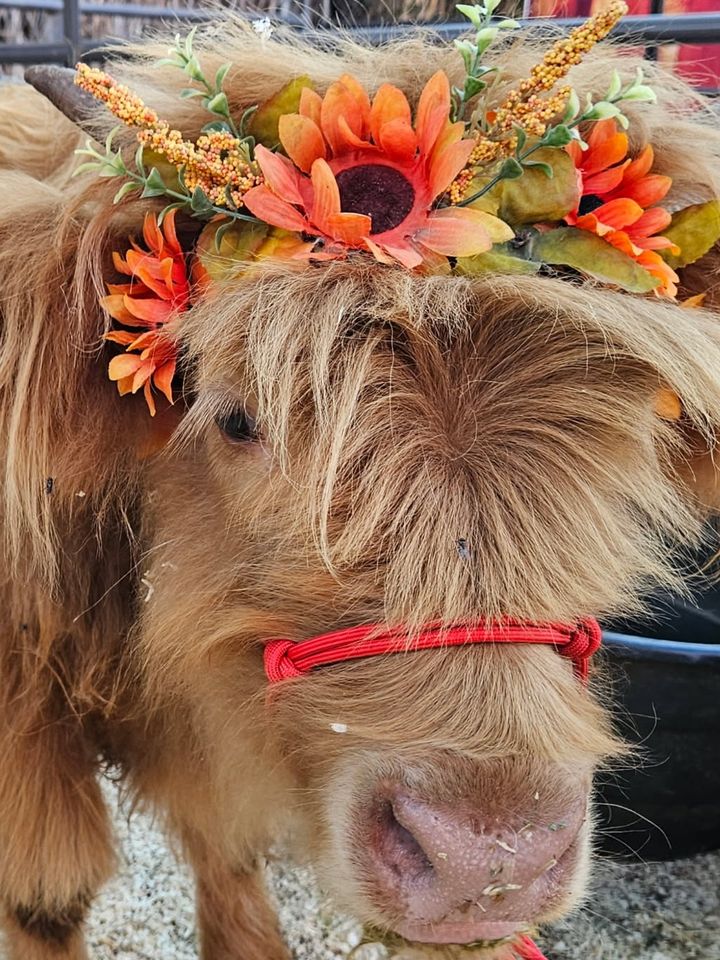 A shaggy red Highland calf in an orange flower crown and a red rope halter