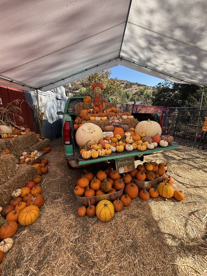 An old green pickup loaded with pumpkins and a scarecrow, with tubs of pumpkins on the straw in front