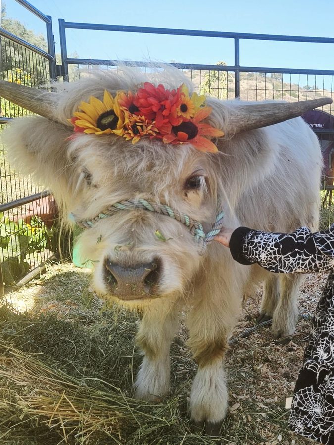 A cream Highland cow in a sunflower crown being petted by a visitor