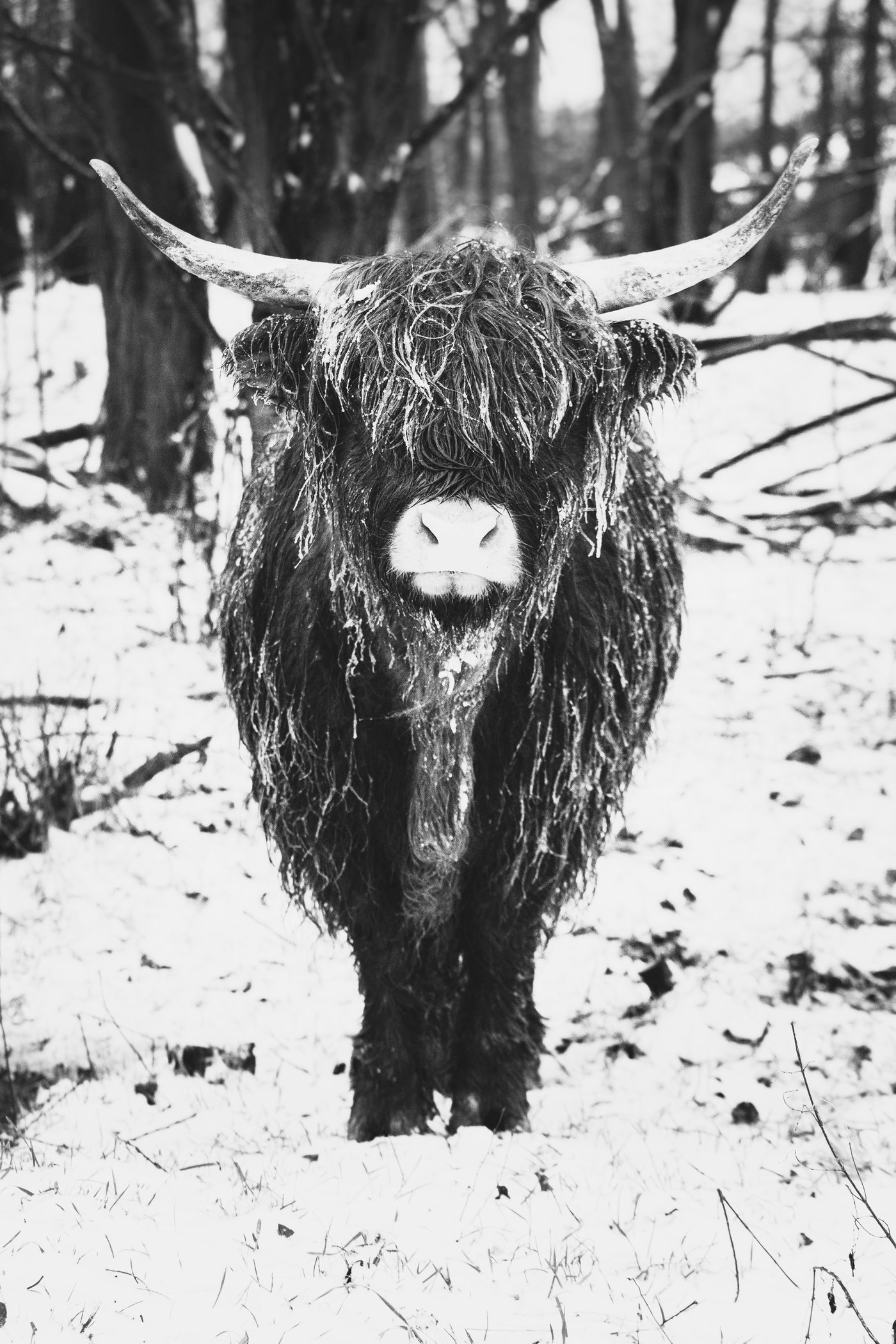 A Highland cow standing in snow among bare winter trees