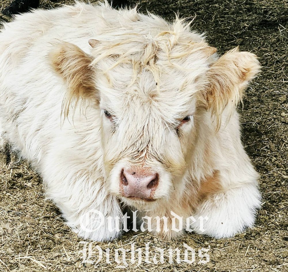 White Highland heifer calf, photo 1