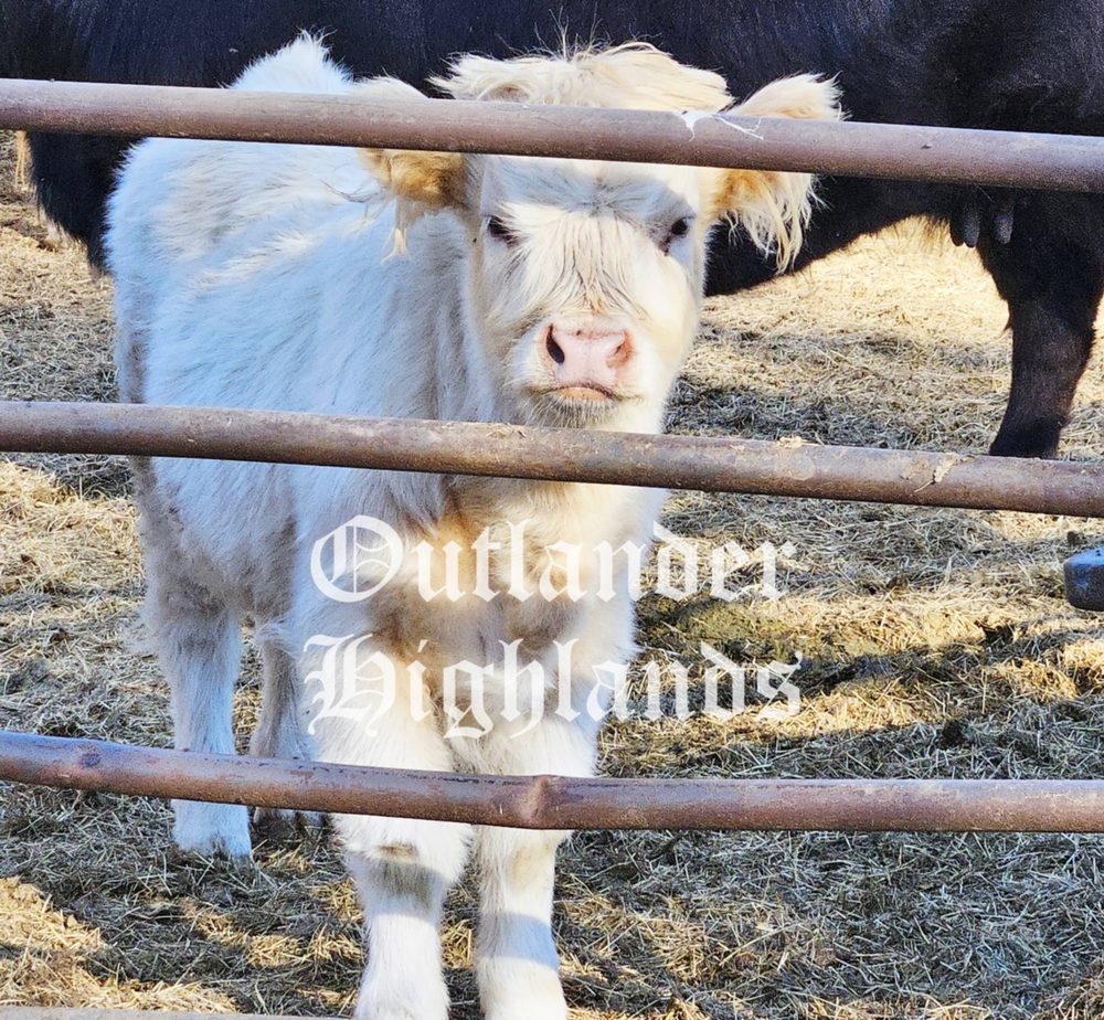 White Highland heifer calf, photo 2