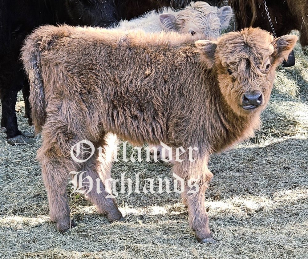 Dun Highland heifer calf, photo 1