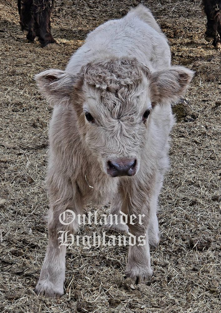 Silver Dun High % Highland bull calf, photo 1