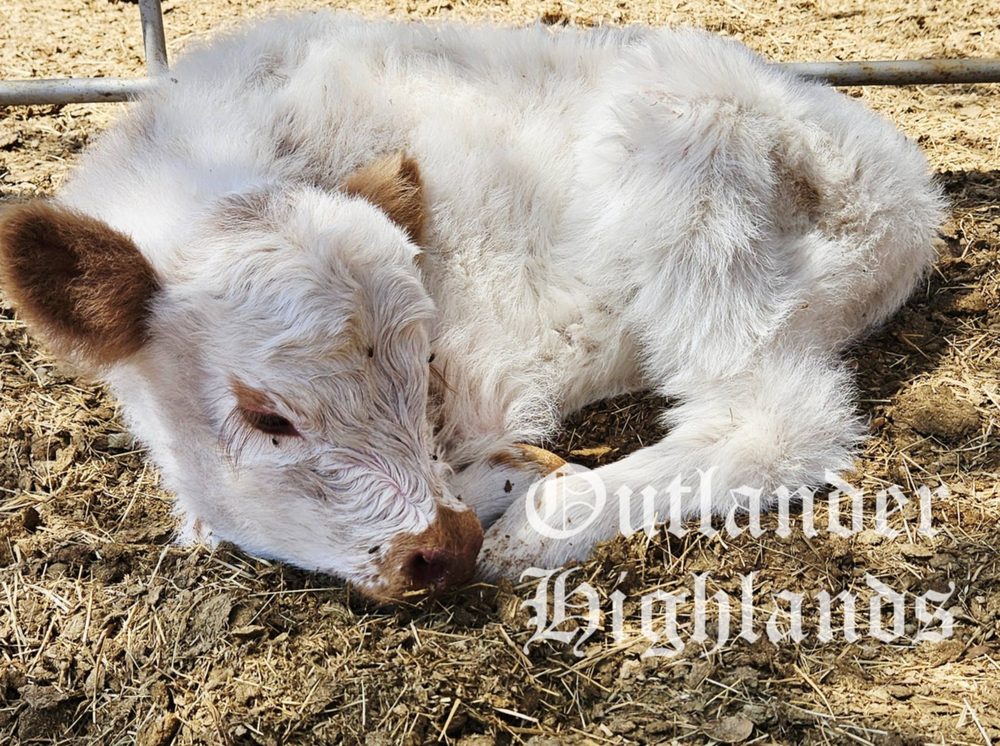 Red Tipped White ParkWay bull calf, photo 1