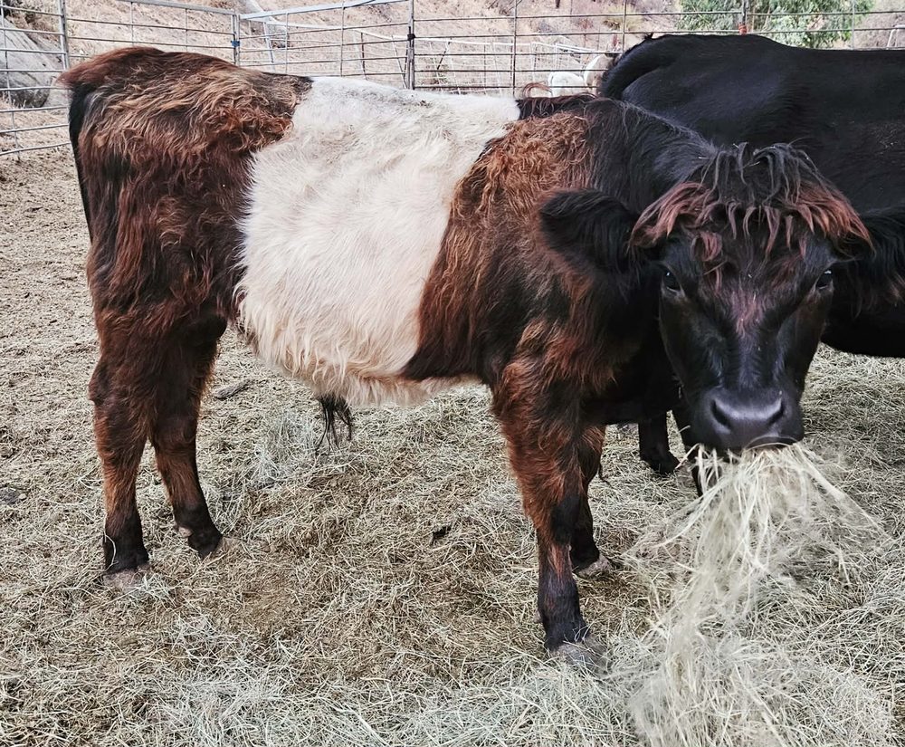 Black Belted Galloway bull calf, photo 3