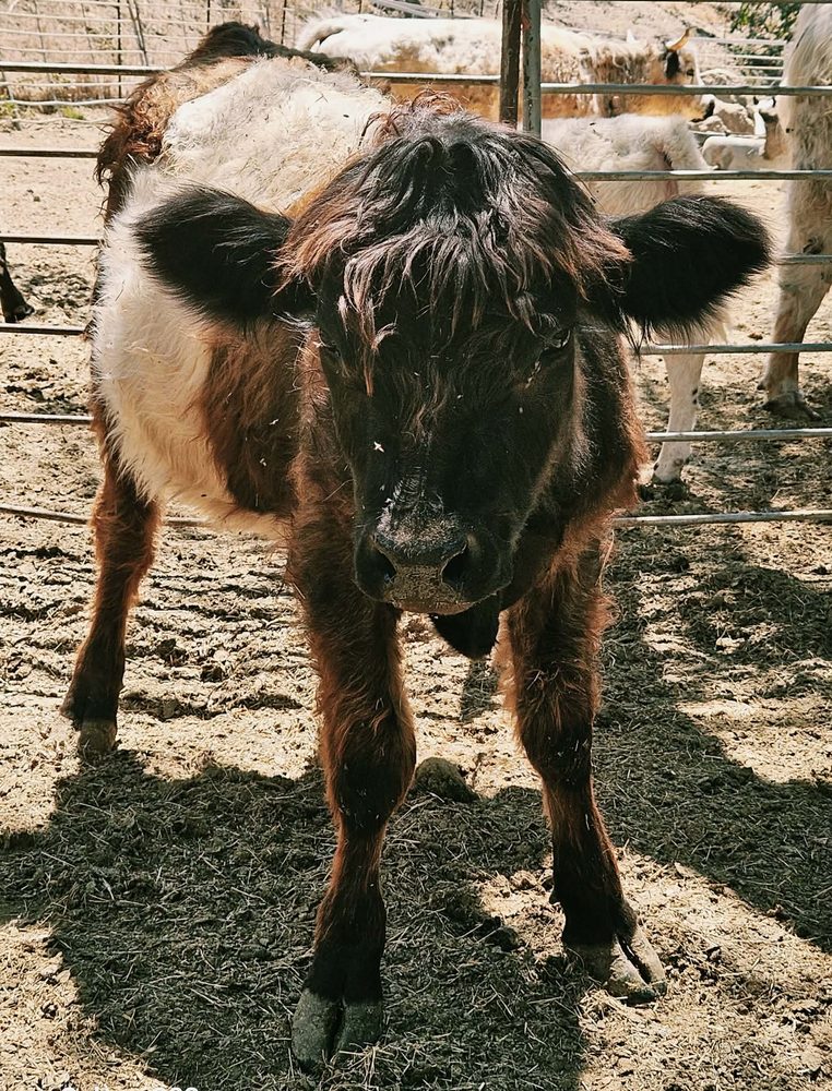 Black Belted Galloway bull calf, photo 2
