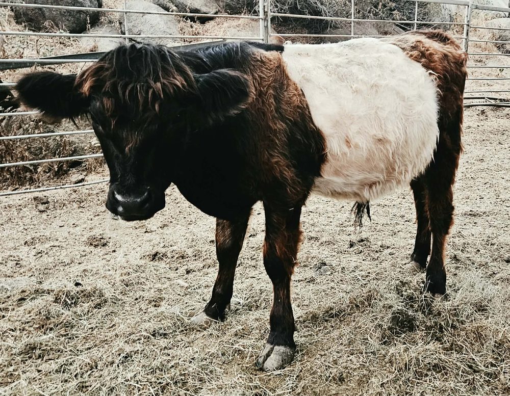 Black Belted Galloway bull calf, photo 1