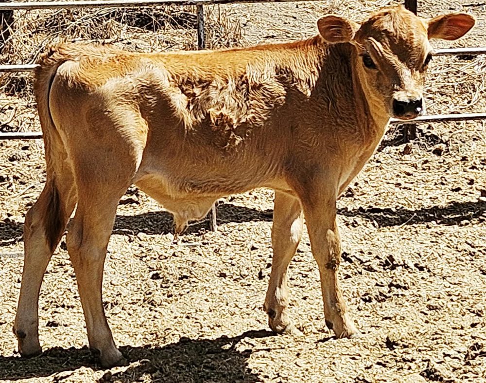 Fawn Mini Jersey bull calf, photo 1
