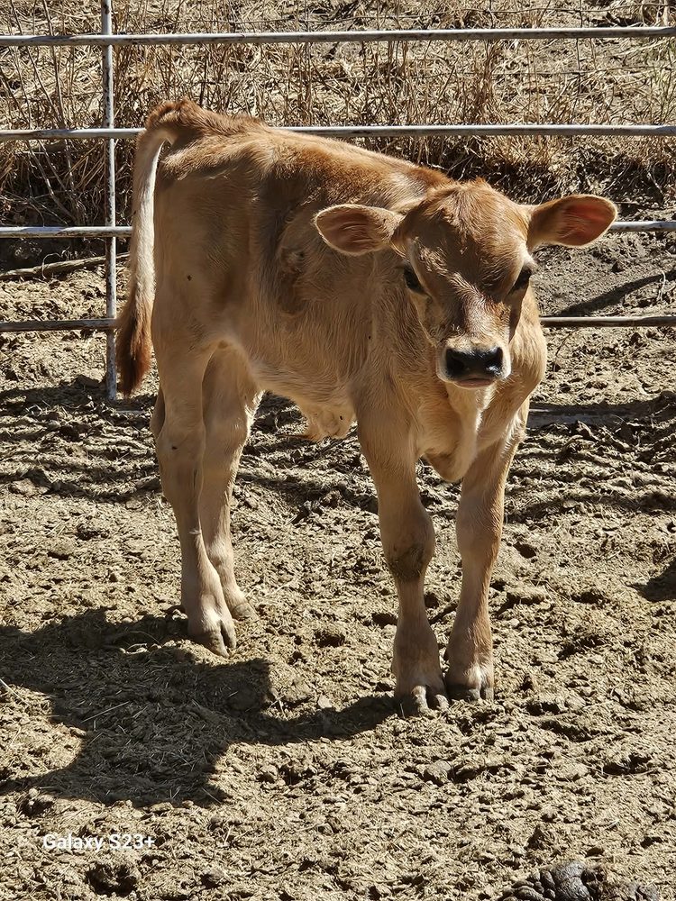 Fawn Mini Jersey bull calf, photo 2