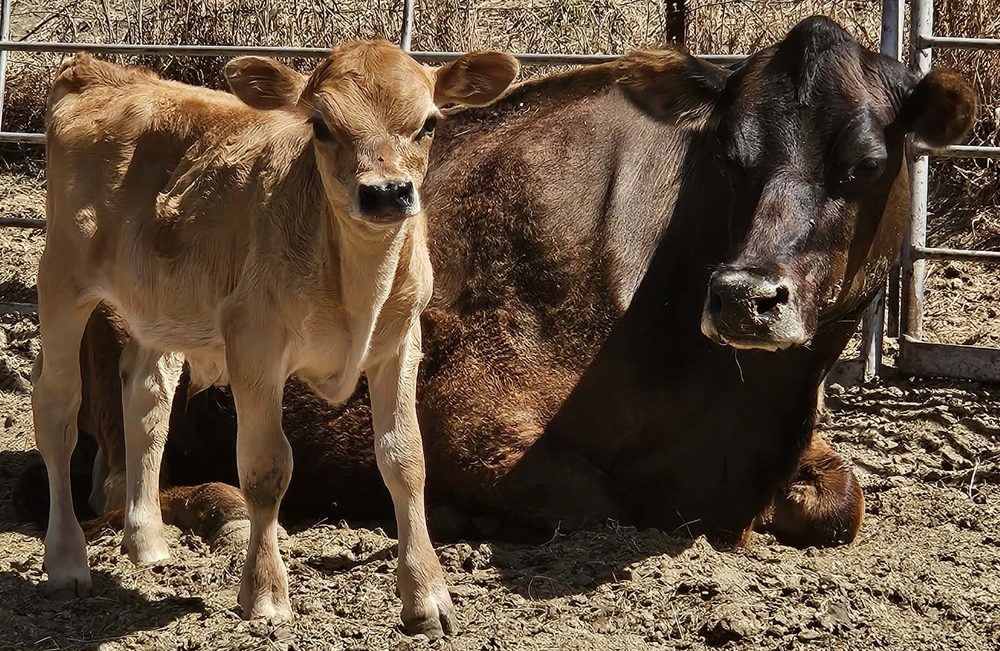 Fawn Mini Jersey bull calf standing beside his dam, photo 3